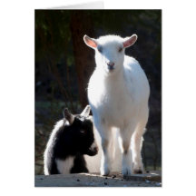 Nigeriaanse Dwarf Goats op Picnic Table