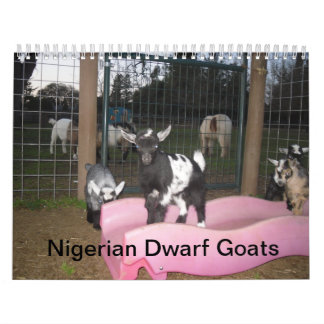 Nigeriaanse dwerggeit kalender