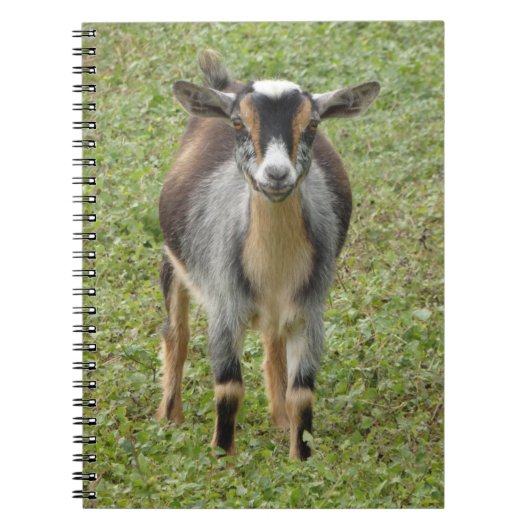 Nigerian Dwarf Dairy Goat Kind Notitieboek (Voorkant)