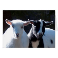 Nigerian Dwarf Goats