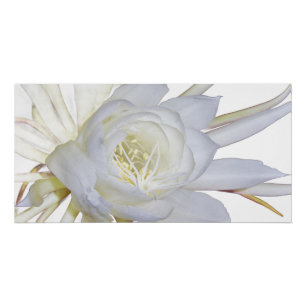Night Blooming Staghorn Fern Perfect Poster