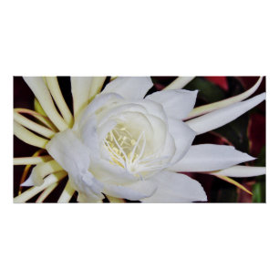 Night Blooming Staghorn Fern Perfect Poster