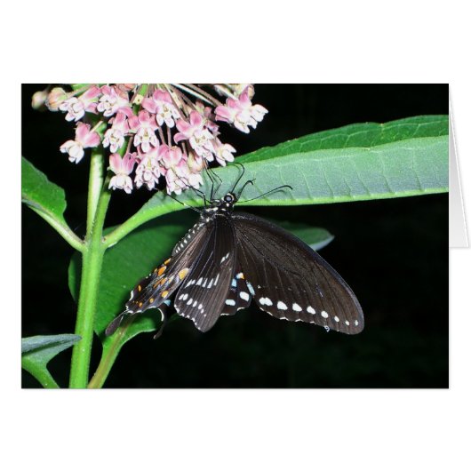 Night Butterfly Black Swallowtail bij Shenandoah (Voorkant Horizontaal)