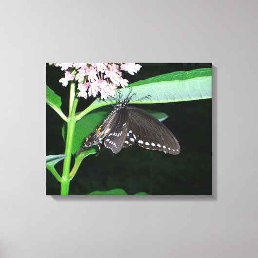 Night Butterfly Black Swallowtail bij Shenandoah Canvas Afdruk (Voorkant)
