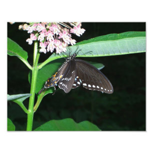 Night Butterfly Black Swallowtail bij Shenandoah Foto Afdruk