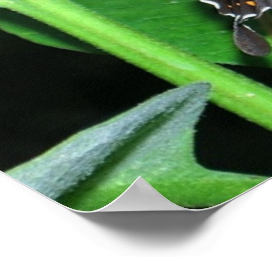 Night Butterfly Black Swallowtail bij Shenandoah Poster (Hoek)