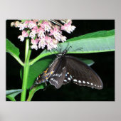 Night Butterfly Black Swallowtail bij Shenandoah Poster (Voorkant)