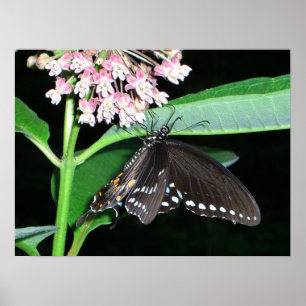 Night Butterfly Black Swallowtail bij Shenandoah Poster