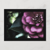 Night Camellia-Briefkaart Briefkaart (Voorkant)
