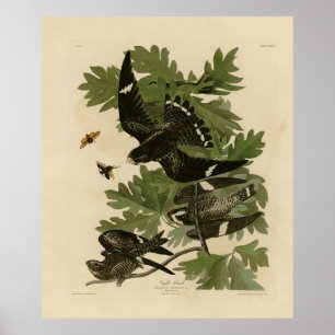 Night Hawk - John James Audubon's vogels in Amerik Poster