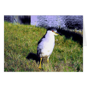 Night Heron