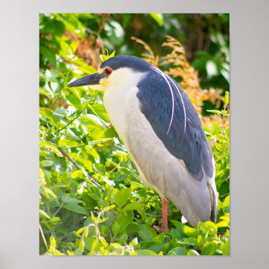 Night Heron Bird Poster (Voorkant)