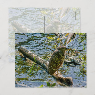 Night Heron jv Briefkaart