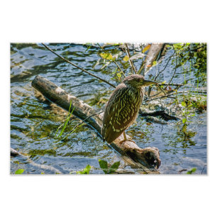 Night Heron jv Foto Afdruk
