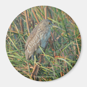 Night Heron Magnet Magneet