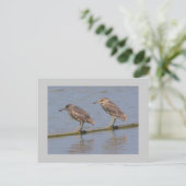 Night Herons Briefkaart (Staand voorkant)
