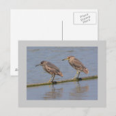 Night Herons Briefkaart (Voorkant / Achterkant)