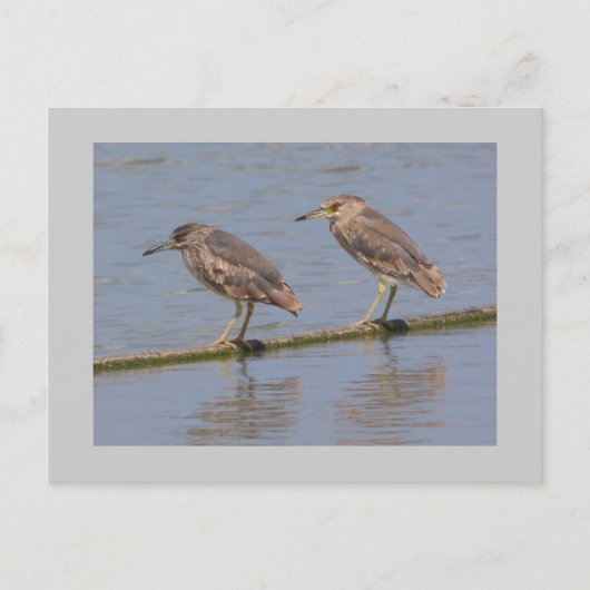 Night Herons Briefkaart (Voorkant)
