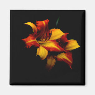 Night Lily... Magneet