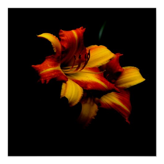 Night Lily... Perfect Poster (Voorkant)