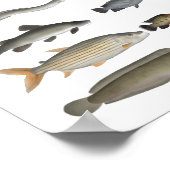 Nijlbekken Visgroep Poster (Hoek)