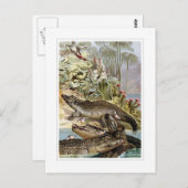 Nijlkrokodil Briefkaart (Voorkant / Achterkant)