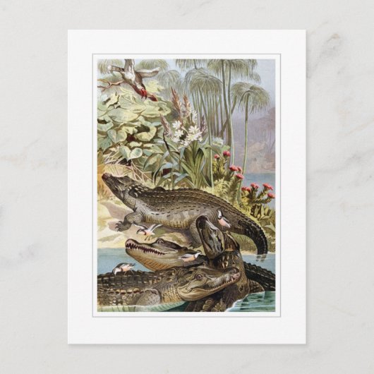 Nijlkrokodil Briefkaart (Voorkant)