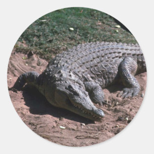 Nijlkrokodil Ronde Sticker