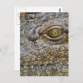 Nijlkrokodil uit Afrika Briefkaart (Voorkant / Achterkant)