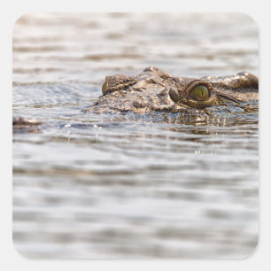 Nijlkrokodil Vierkante Sticker