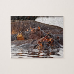 Nijlpaard, Hippopotamus amphibius, Meer Legpuzzel