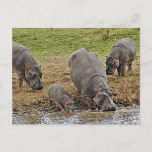 Nijlpaard, Hippopotamus amphibius, Serengeti Briefkaart