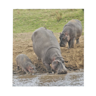 Nijlpaard, Hippopotamus amphibius, Serengeti Notitieblok