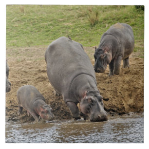 Nijlpaard, Hippopotamus amphibius, Serengeti Tegeltje