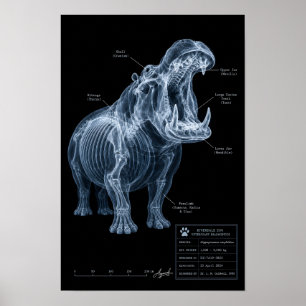 Nijlpaard Röntgenfoto Dierentuin Specimen Poster