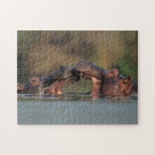 Nijlpaarden (Hippopotamus Amphibius) worstelen Legpuzzel