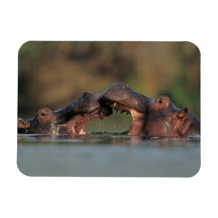 Nijlpaarden (Hippopotamus Amphibius) worstelen Magneet