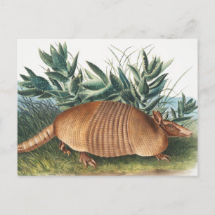 Nijnbanded Armadillo (Dasypus Peba) Illustratie Briefkaart