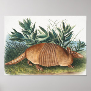 Nijnbanded Armadillo (Dasypus Peba) Illustratie Poster