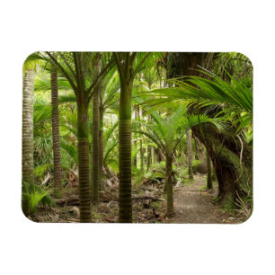 Nikau Palmen, Heaphy Track, bij Karamea, Magneet
