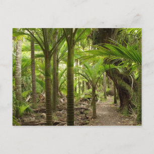 Nikau Palms, Heaphy Track, bij Karamea Briefkaart