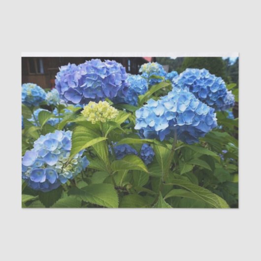 Nikko Blue Hydrangea-ventilatorboot Tissuepapier (Voorkant)