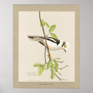 Nile Helmet Shrike Poster