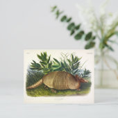 Nine-Buurt, langwerpige Armadillo van Audubon Briefkaart (Staand voorkant)