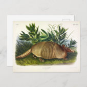 Nine-Buurt, langwerpige Armadillo van Audubon Briefkaart (Voorkant / Achterkant)