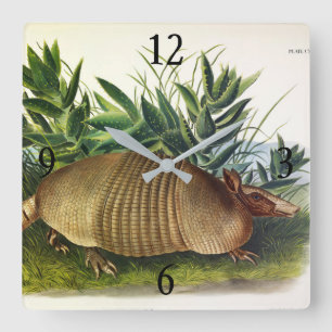 Nine-Buurt, langwerpige Armadillo van Audubon Vierkante Klok