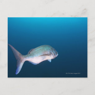 Nishiizumachi, Shizuoka Prefecture, Japan Briefkaart