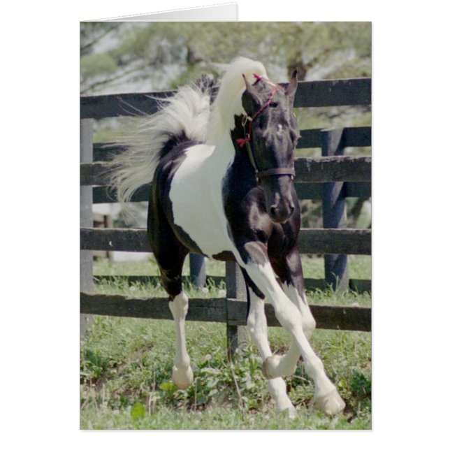 Nite de la renommée (Devant)