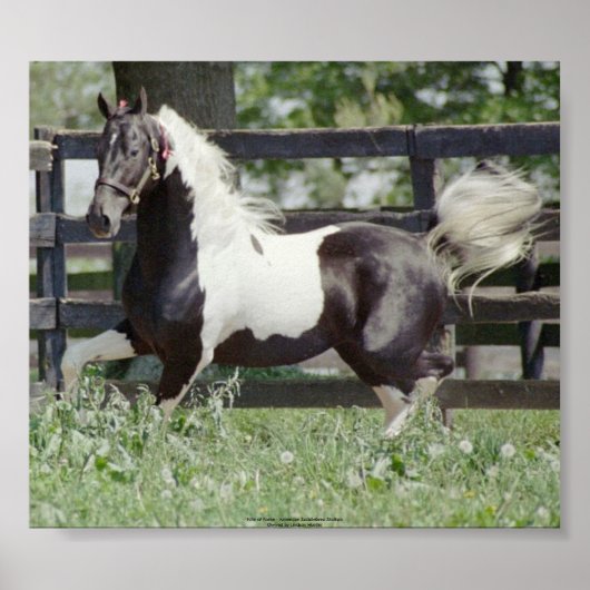 Nite of Fame Poster (Voorkant)