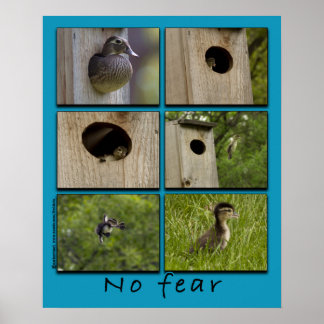 "NO FEAR" Hout Ducks Fledging Poster